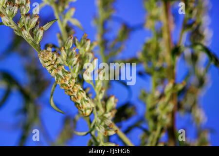 Assenzio tarma (Cucullia absinthii), Caterpillar su Artemisia vulgaris, Germania, Meclemburgo-Pomerania Occidentale Foto Stock