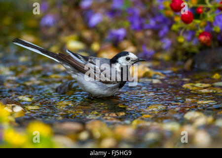 Pied wagtail, Pied wagtail bianco (Motacilla alba), balneazione, Germania, Meclemburgo-Pomerania Occidentale Foto Stock