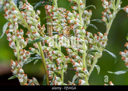 Assenzio tarma (Cucullia absinthii), Caterpillar su Artemisia vulgaris, Germania, Meclemburgo-Pomerania Occidentale Foto Stock