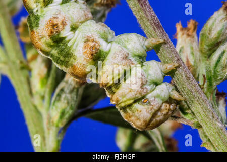 Assenzio tarma (Cucullia absinthii), Caterpillar su Artemisia vulgaris, Germania, Meclemburgo-Pomerania Occidentale Foto Stock