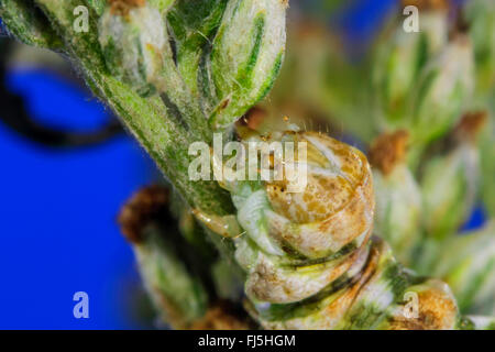 Assenzio tarma (Cucullia absinthii), Caterpillar su Artemisia vulgaris, Germania, Meclemburgo-Pomerania Occidentale Foto Stock