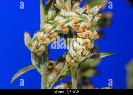 Assenzio tarma (Cucullia absinthii), Caterpillar su Artemisia vulgaris, Germania, Meclemburgo-Pomerania Occidentale Foto Stock