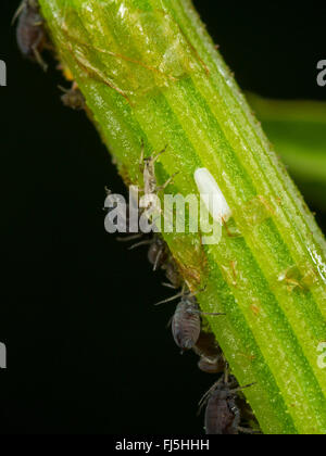Hoverfly lungo (Sphaerophoria scripta), vuoto a membrana ovarica accanto a un afide di colonia su una foglia di di latifoglie (Dock Rumex obtusifolius), Germania Foto Stock