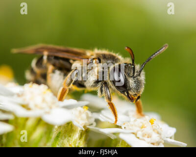 Biancospino Mining-bee (Andrena chrysosceles), Femmina rovistando su comuni Yarrow (Achillea millefolium), Germania Foto Stock