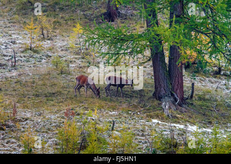 Il cervo (Cervus elaphus), due cervi sul feed in una radura nevoso, Svizzera, Grigioni, Schweizerischer Parco Nazionale Foto Stock