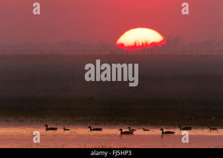 Graylag goose (Anser anser), graylag oche di sunrise, Austria, Burgenland, Seewinkel Foto Stock