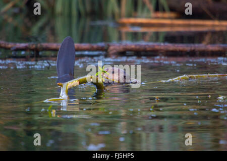 Eurasian castoro europeo castoro (Castor fiber), alimenta un ramoscello di salice in acqua, Svizzera, sul lago di Costanza Foto Stock