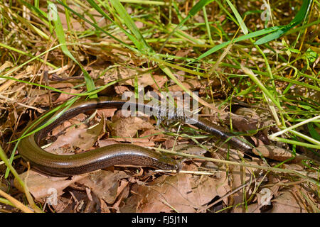 Comunità slow worm, blindworm, slow worm (Anguis fragilis), slow worm spellatura, Germania Foto Stock