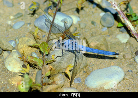 Europa meridionale (skimmer Orthetrum brunneum), maschio, Germania Foto Stock