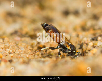 Digger wasp (Dinetus pictus), Femmina scava il nido in suolo sabbioso, Germania Foto Stock