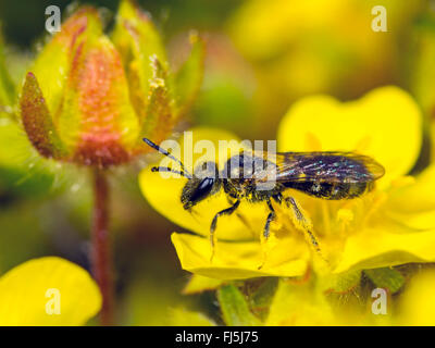 Verde comune Furrow-Bee (Lasioglossum morio), Femmina rovistando su Potentilla arenaria, Germania Foto Stock