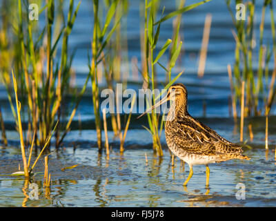 Beccaccino (Gallinago gallinago), in piedi in acqua bassa, vista laterale nel nastro a lamelle, Germania Foto Stock