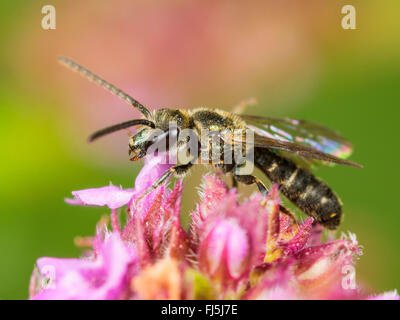 Verde comune Furrow-Bee (Lasioglossum morio), maschio rovistando su Breckland timo (Thymus serpyllum), Germania Foto Stock