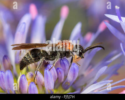 Piccolo mutillide (Smicromyrme rufipes, Mutilla rufipes), maschio su pecora Scabious Bit (Jasione montana), Germania Foto Stock