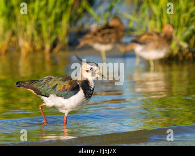 Pavoncella (Vanellus vanellus), passeggiate in acque poco profonde, comune di appoggio snipes in background, Germania Foto Stock