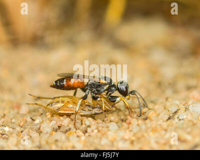 Digger wasp (Dinetus pictus), femmina con catturato bug (Nabis sp.) al nido ingresso, Germania Foto Stock