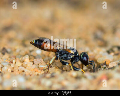 Digger wasp (Dinetus pictus), Femmina scava il nido in suolo sabbioso, Germania Foto Stock