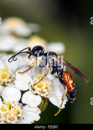 Digger wasp (Dinetus pictus), Femmina su comuni Yarrow (Achillea millefolium), Germania Foto Stock