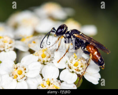 Digger wasp (Dinetus pictus), Femmina su comuni Yarrow (Achillea millefolium), Germania Foto Stock