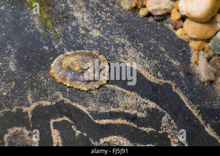 Patelle, vero limpet (rotula spec.), su una roccia a bassa marea Foto Stock