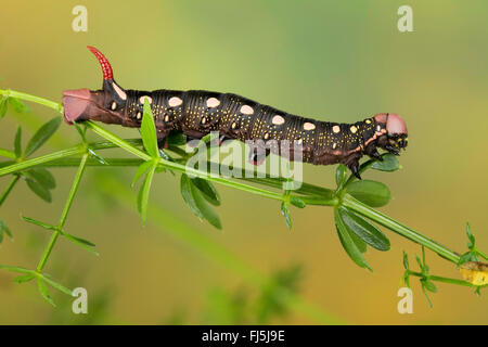 Bedstraw hawkmoth (Hyles gallii, Celerio galii), Caterpillar feed su bedstraw, Germania Foto Stock