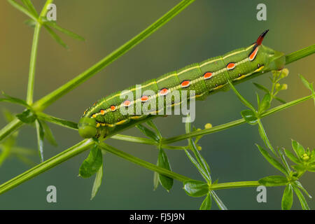 Bedstraw hawkmoth (Hyles gallii, Celerio galii), Caterpillar feed su bedstraw, Germania Foto Stock