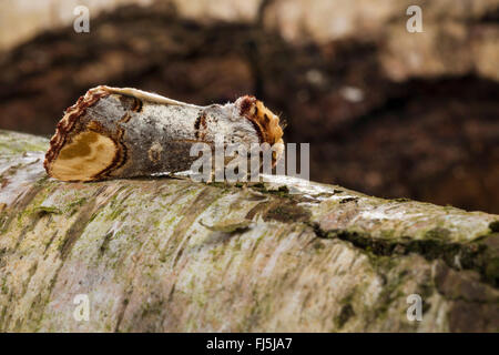 Buff-punta moth, Buff punta (caterpillar Phalera bucephala), ben mimetizzata sulla corteccia, Germania Foto Stock