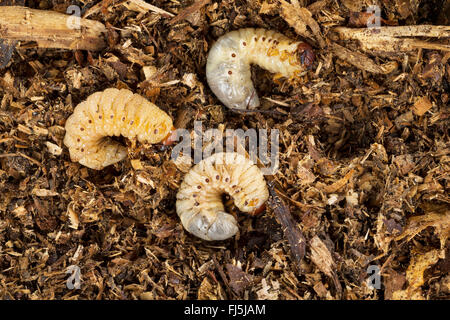 Europeo di scarabeo rinoceronte (Oryctes nasicornis), larve, Germania Foto Stock