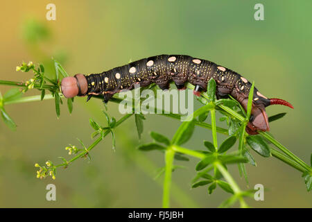 Bedstraw hawkmoth (Hyles gallii, Celerio galii), Caterpillar feed su bedstraw, Germania Foto Stock