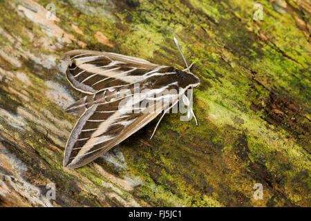 Striped Hawk-moth, Striped Hawkmoth (Hyles livornica, Hyles lineata, Celerio livornica, Celerio lineata), sulla corteccia, Germania Foto Stock