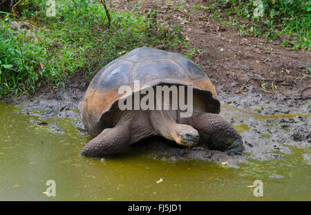 Galapagos, tartaruga gigante Galapagos tartaruga (porteri) (Chelonodis nigra porteri, Geochelone elephantopus porteri, Geochelone nigra porteri, Testudo elephantopus porteri, Chelonoides elephantopus porteri), Galapagos tartaruga a riva, Ecuador Isole Galapagos, Santa Cruz Santa Cruz Highlands Foto Stock