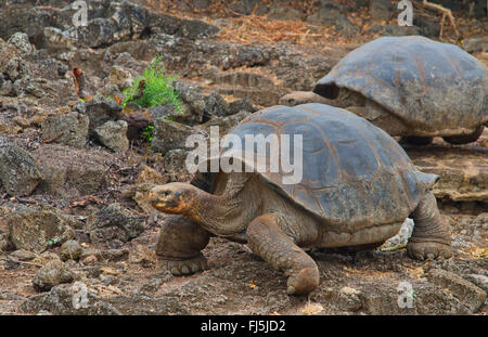 Galapagos, tartaruga gigante Galapagos tartaruga (porteri) (Chelonodis nigra porteri, Geochelone elephantopus porteri, Geochelone nigra porteri, Testudo elephantopus porteri, Chelonoides elephantopus porteri), tartarughe Galapagos su una roccia, Ecuador Isole Galapagos, Santa Cruz Santa Cruz Highlands Foto Stock