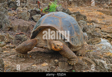 Galapagos, tartaruga gigante Galapagos tartaruga (porteri) (Chelonodis nigra porteri, Geochelone elephantopus porteri, Geochelone nigra porteri, Testudo elephantopus porteri, Chelonoides elephantopus porteri), Galapagos tartaruga su una roccia, Ecuador Isole Galapagos, Santa Cruz Santa Cruz Highlands Foto Stock