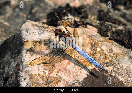 Skimmer keeled (Orthetrum coerulescens), maschio, Germania Foto Stock