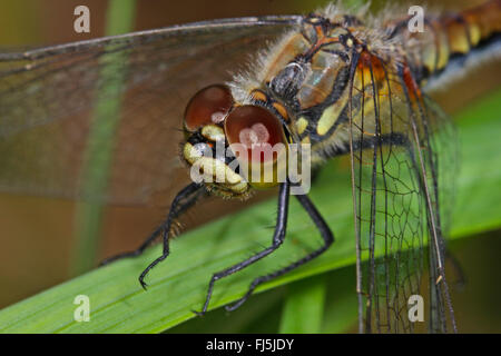 Nero (sympetrum Sympetrum danae), ritratto su una foglia, Germania Foto Stock