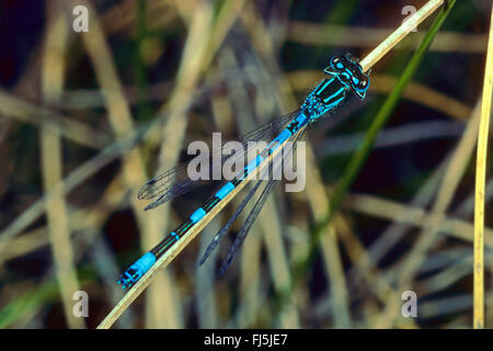 Damselfly meridionale (Coenagrion mercuriale), maschio, Germania Foto Stock