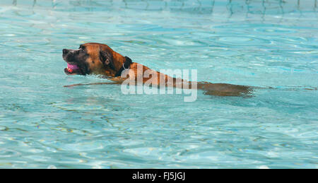 Razza cane (Canis lupus f. familiaris), sei anni boxer di razza cane nuoto con un giocattolo in una piscina bagno, Germania Foto Stock