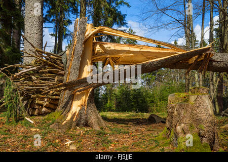 Abete (Picea abies), tempesta di perdita a un tronco di abete rosso, in Germania, in Baviera, Alta Baviera, Baviera superiore Foto Stock