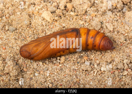 Striped Hawk-moth, Striped Hawkmoth (Hyles livornica, Hyles lineata, Celerio livornica, Celerio lineata), pupa, Germania Foto Stock