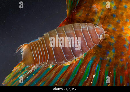Pesce-flea, pidocchio del pesce, pesce parassita isopod (Anilocra spec.), parasitizing su un wrasse