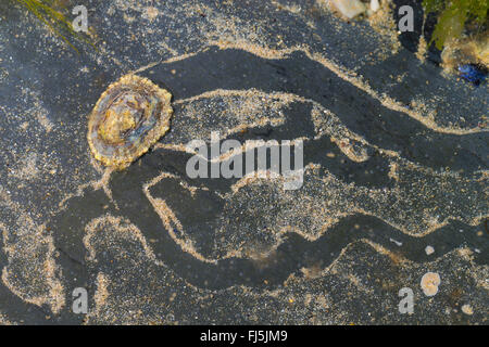 Patelle, vero limpet (rotula spec.), su una roccia a bassa marea Foto Stock