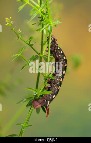 Bedstraw hawkmoth (Hyles gallii, Celerio galii), Caterpillar feed su bedstraw, Germania Foto Stock