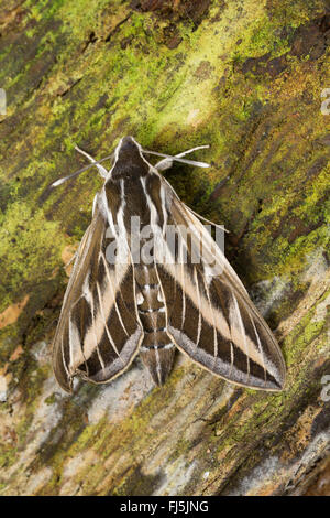 Striped Hawk-moth, Striped Hawkmoth (Hyles livornica, Hyles lineata, Celerio livornica, Celerio lineata), sulla corteccia, Germania Foto Stock