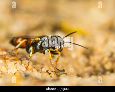 Digger wasp (Dinetus pictus), Femmina scava il nido in suolo sabbioso, Germania Foto Stock