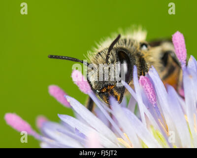 Mason bee (Osmia niveata), Femmina rovistando su ovini┤s Bit Scabious (Jasione montana), Germania Foto Stock