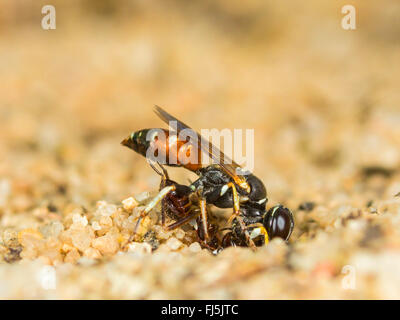 Digger wasp (Dinetus pictus), femmina con catturato bug-larva Himacerus mirmicoides al nido ingresso, Germania Foto Stock