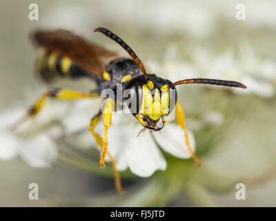 Sabbia-tailed digger wasp (Cerceris arenaria), maschio rovistando su Wild carota (Daucus carota), Germania Foto Stock