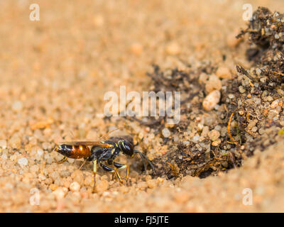 Digger wasp (Dinetus pictus), Femmina scava il nido in suolo sabbioso, Germania Foto Stock