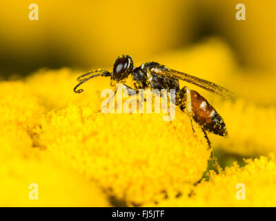 Digger wasp (Dinetus pictus), Femmina rovistando su Transy (Tanacetum vulgare), Germania Foto Stock