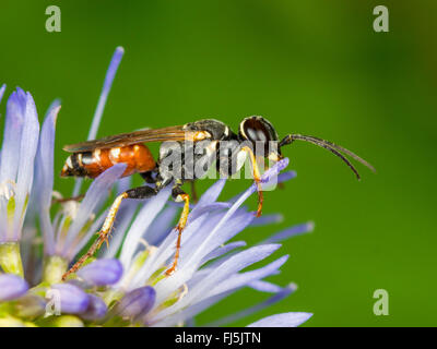 Digger wasp (Dinetus pictus), femmina con le pecore Bit Scabious (Jasione montana), Germania Foto Stock